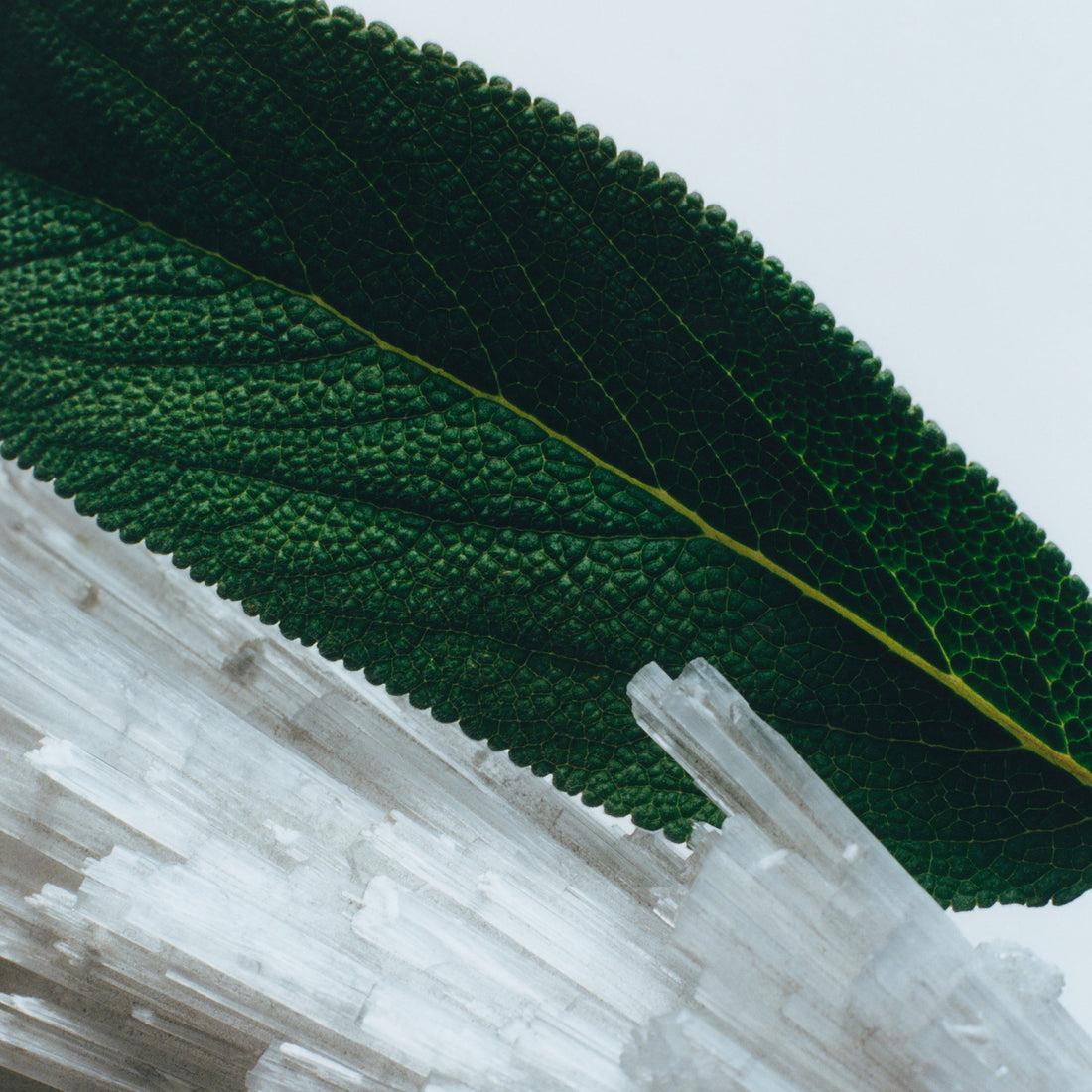 Jo Malone London Wood Sage Sea Salt Home Diffuser – Koch Parfymeri