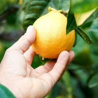 Acqua Di Parma Bergamotto Di Calabria Eau De Toilette