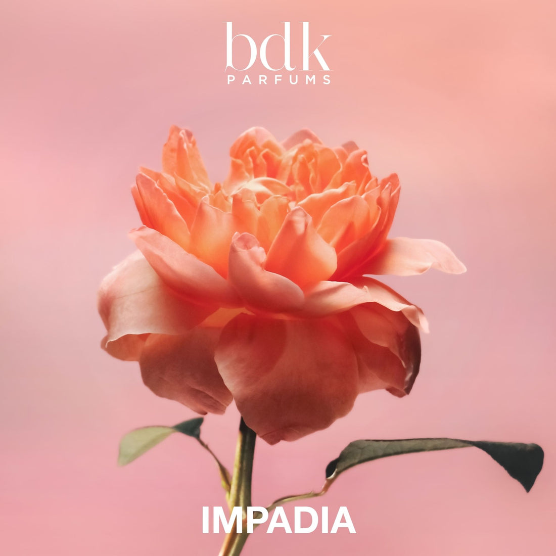 BDK Parfums Impadia Eau de Parfum 100 ml